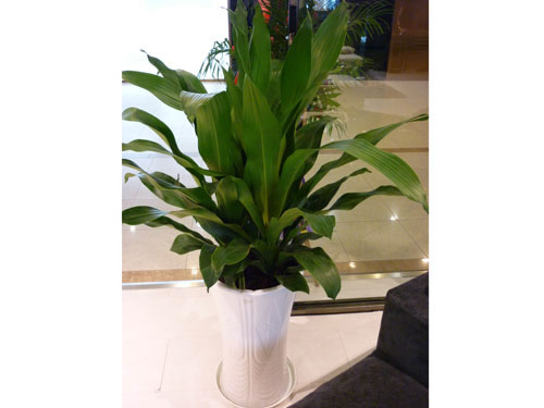 養(yǎng)護(hù)公司如何對(duì)花卉租賃進(jìn)行養(yǎng)護(hù)，有什么好處?
